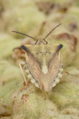 Carpocoris fuscispinus