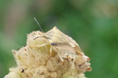 Carpocoris fuscispinus