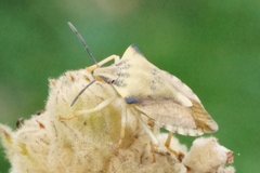 Carpocoris fuscispinus