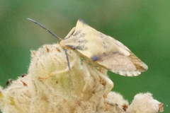 Carpocoris fuscispinus