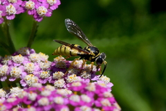 Bicyrtes capnopterus