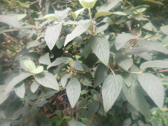 Viburnum × rhytidophylloides