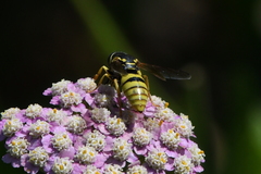 Bicyrtes capnopterus