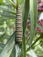 Danaus plexippus
