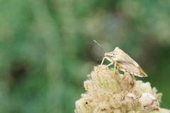 Carpocoris fuscispinus