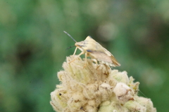 Carpocoris fuscispinus