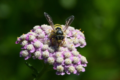Bicyrtes capnopterus