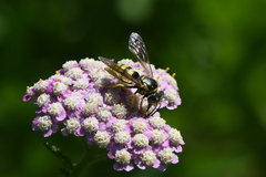Bicyrtes capnopterus