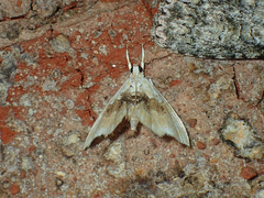 Lipocosma sicalis