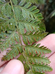 Davallia repens