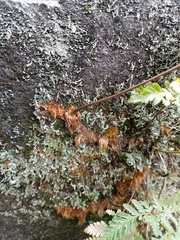 Davallia repens