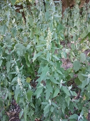 Chenopodium suecicum