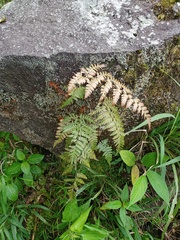 Davallia repens