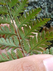 Davallia repens