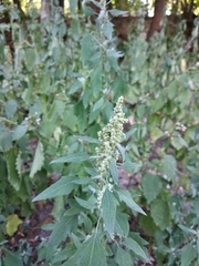 Chenopodium suecicum
