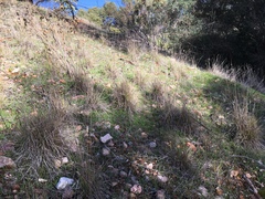 Enneapogon nigricans