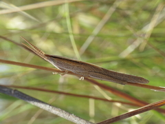 Brachycrotaphus tryxalicerus