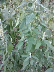 Chenopodium suecicum