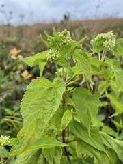 Ageratina roanensis