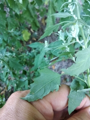 Chenopodium suecicum