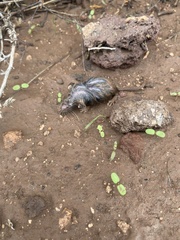 Notiosorex crawfordi