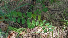 Phyllanthus caroliniensis