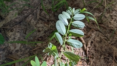 Phyllanthus caroliniensis