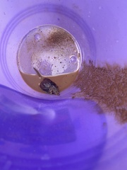 Notiosorex crawfordi