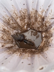 Notiosorex crawfordi