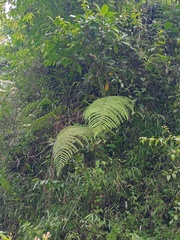 Macrothelypteris