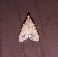 Aglossa disciferalis