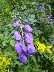 Aconitum variegatum