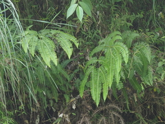 Dicranopteris curranii