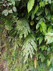 Microsorum membranifolium