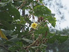 Hibiscus macrophyllus