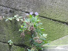 Trachelium caeruleum