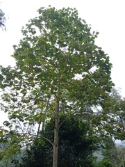 Hibiscus macrophyllus