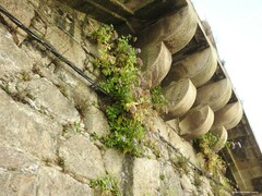 Trachelium caeruleum