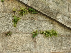 Asplenium trichomanes