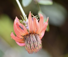 Mutisia lanata