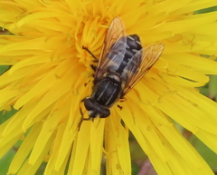 Helophilus groenlandicus
