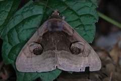 Lepidoptera