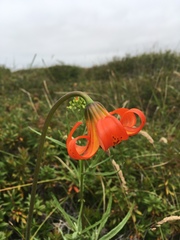 Lilium maritimum