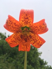 Lilium maritimum
