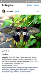 Papilio memnon agenor