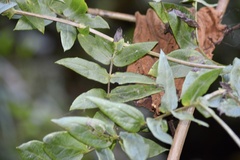 Mutisia lanata