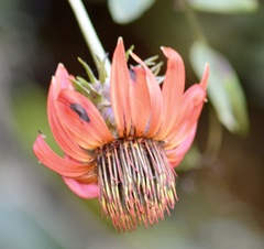 Mutisia lanata