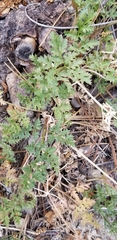 Tauschia parishii