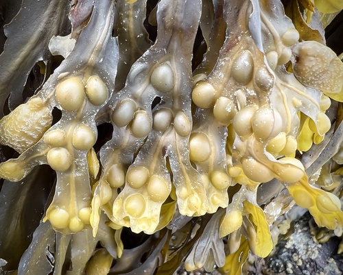 Photo of Bladder wrack (Fucus vesiculosus)
