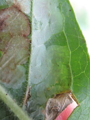 Phyllocnistis ampelopsiella